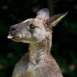 Meet your Posher, Aussie